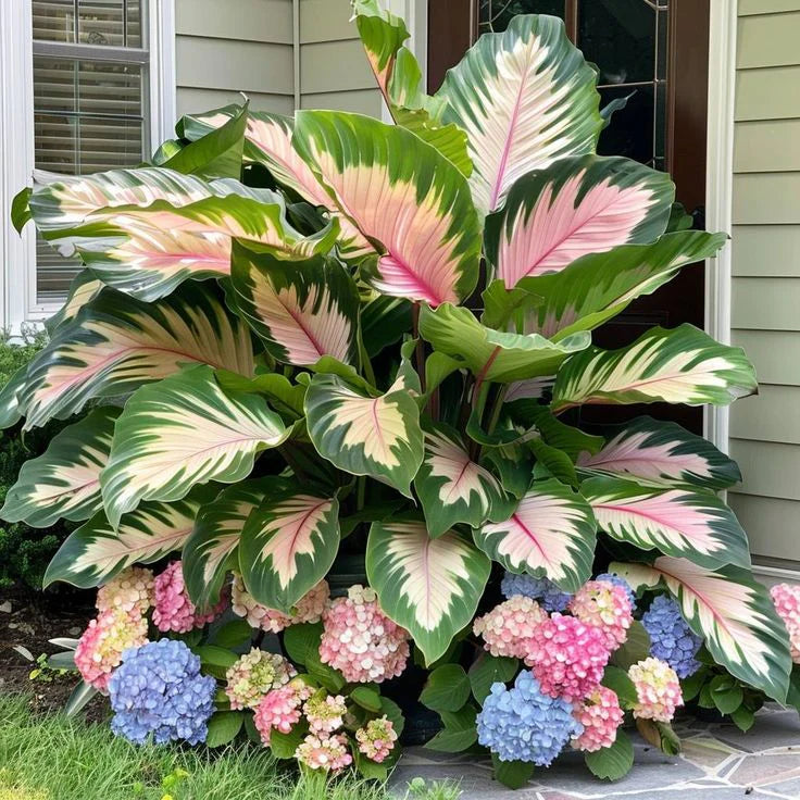 Fast-Growing Giant Alocasia Bulbs🍃The Ultimate Statement Plant for Home Decor ✨
