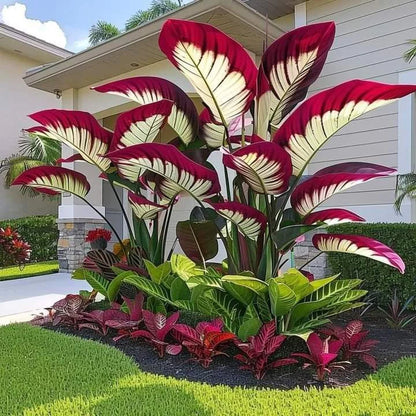 Fast-Growing Giant Alocasia Bulbs🍃The Ultimate Statement Plant for Home Decor ✨