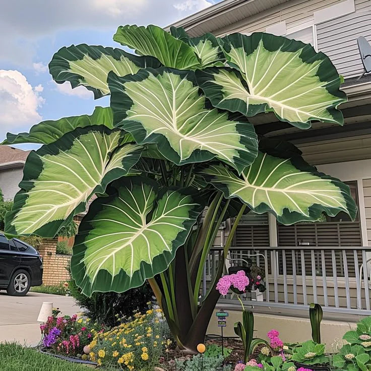 Fast-Growing Giant Alocasia Bulbs🍃The Ultimate Statement Plant for Home Decor ✨