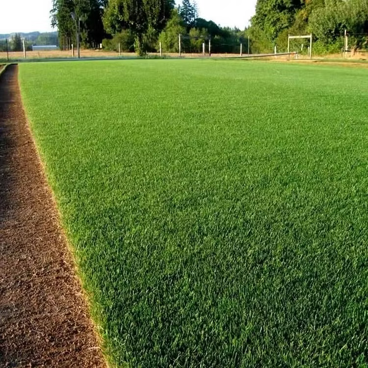 🎁🎁Only 5 Bags Left Today! Enjoy An EXTRA 30% OFF Before Midnight! Lawn experts tested that 4-5 packs can quickly grow a thick, evergreen lawn that stays lush and green through all four seasons!
