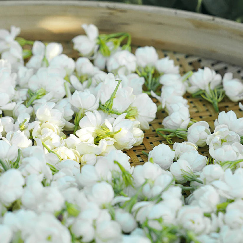 🔥Last Day Promotion 49% OFF🔥🌸2026 Rare Trailing Jasmine Seeds | Long-Lasting Blooms, Rich Fragrance & Easy Growing