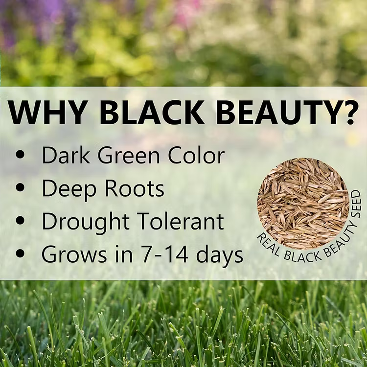 🎁🎁Only 5 Bags Left Today! Enjoy An EXTRA 30% OFF Before Midnight! Lawn experts tested that 4-5 packs can quickly grow a thick, evergreen lawn that stays lush and green through all four seasons!